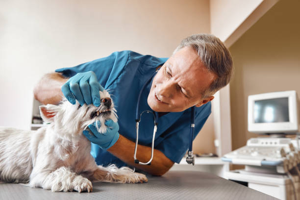 Best Emergency Dental Care for Broken or Chipped Teeth in Haskell, TX